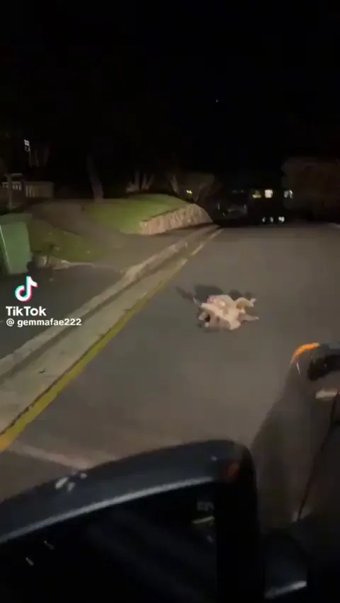 Only in Australia does your trip back home gets interrupted by a couple of brawling Koalas🐨