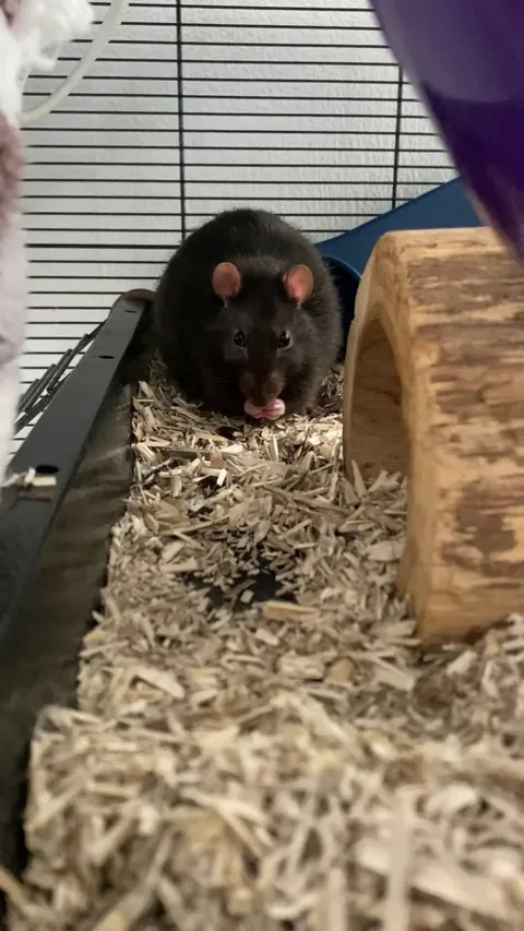 I was filming one of my rats being cute when I suddenly heard a weird noise…