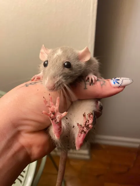 Shame her for digging in my pot