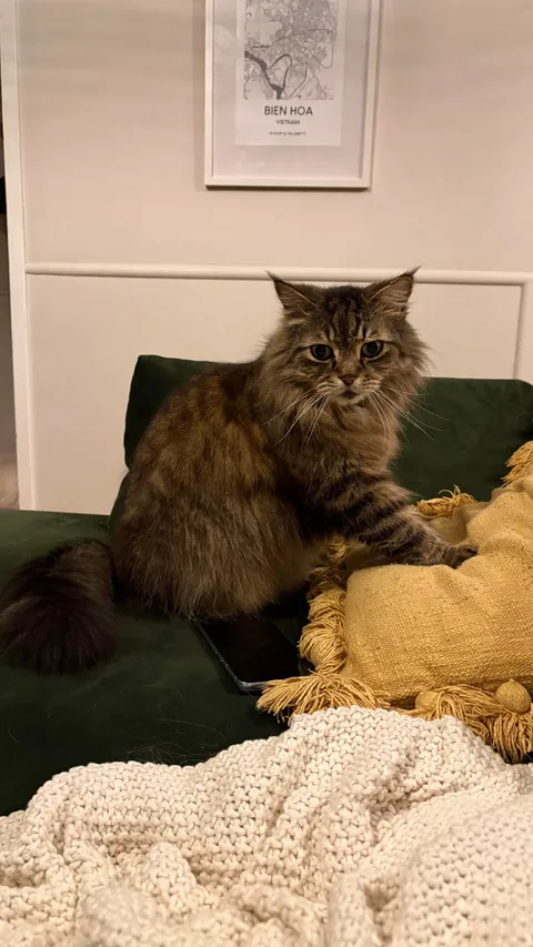 My fur babies hiding amongst our first home’s 50yo camellia tree