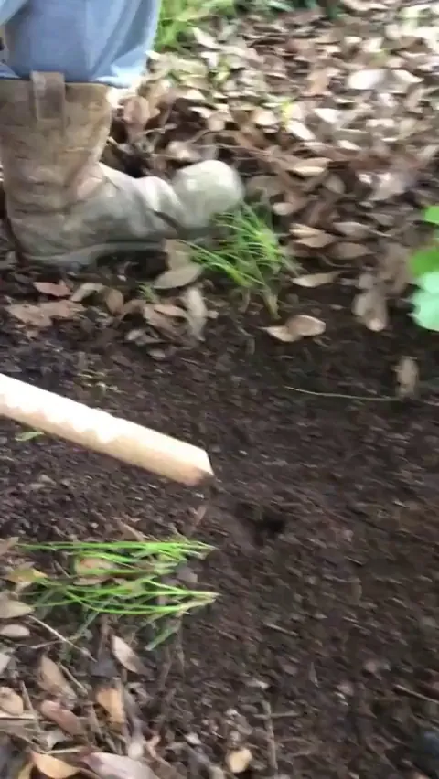 Catching worms using a stick