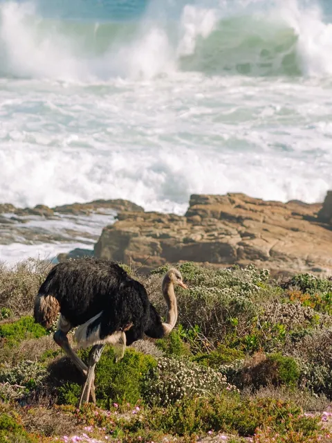 Nature focused trip to Cape Town (August 2025)