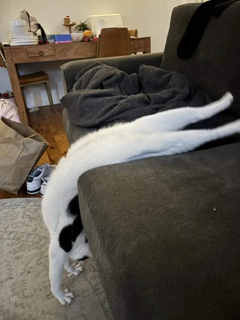 this is his favourite way to stretch 