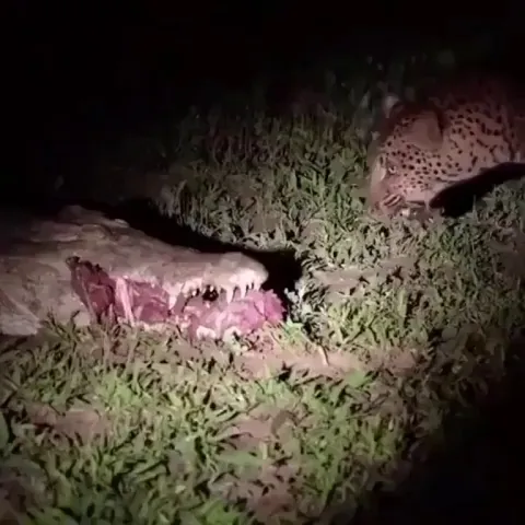 🔥 Leopard eats right out a Crocodiles mouth.
