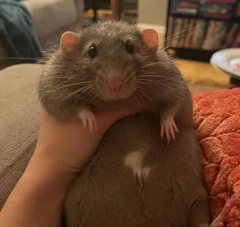 This is probably my favourite rat on this subreddit