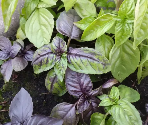 Last season I planted green and purple basil together and this year it seems they created a hybrid 