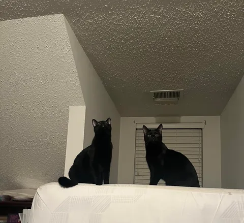 1 year ago I took in a mama and her voidlings to “foster”