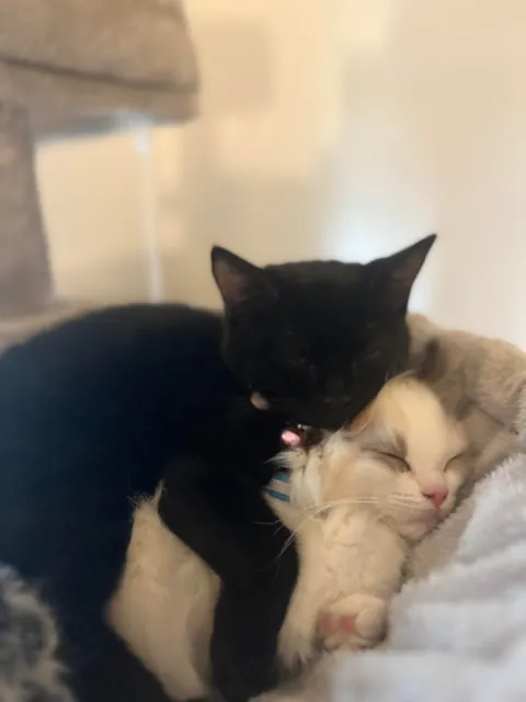 Who said black cats don’t photograph well? 🤔