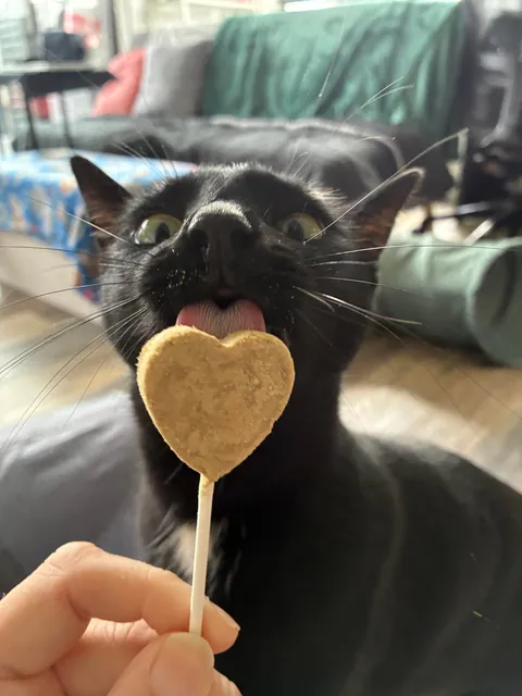 Salem’s first time eating a purr pop