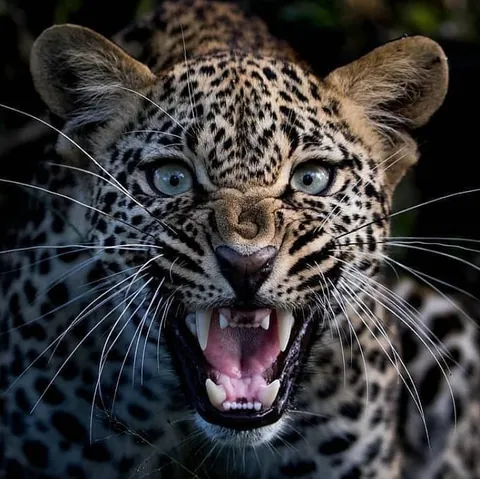A Leopard Baring Its Fangs
