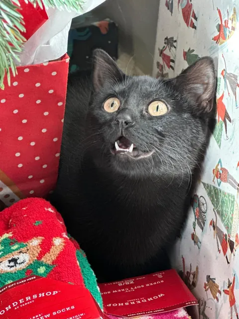 This is my first time having a black cat.