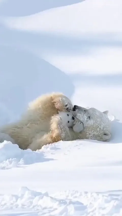 Mother polar bear with her cub
