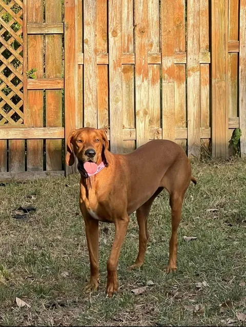 Bambi is getting so much love on her mystery 100% plott hound post so I’d thought I’d share a little more🥰