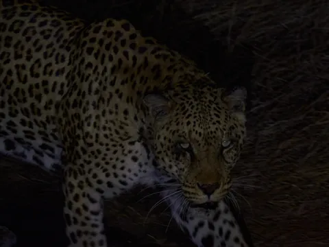 South Africa &amp; Zimbabwe