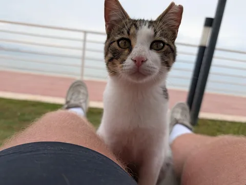 The huge collection of cats I found on my adventure to Turkey😅😊