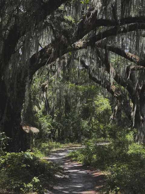 🔥Forest path in northern Florida