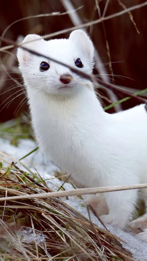 🔥Hermine standing on its back legs [OC]
