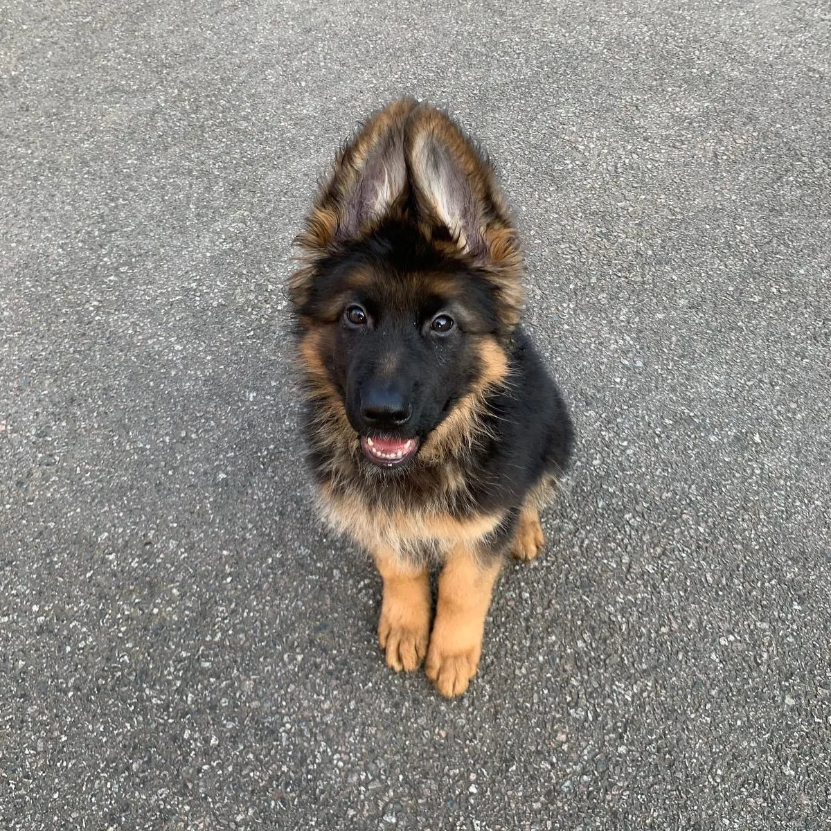 Look at those ears!