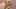 Becoming Arcanine's Breeding Mount (woolfe)