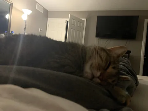 Lost my baby girl of 8 years yesterday