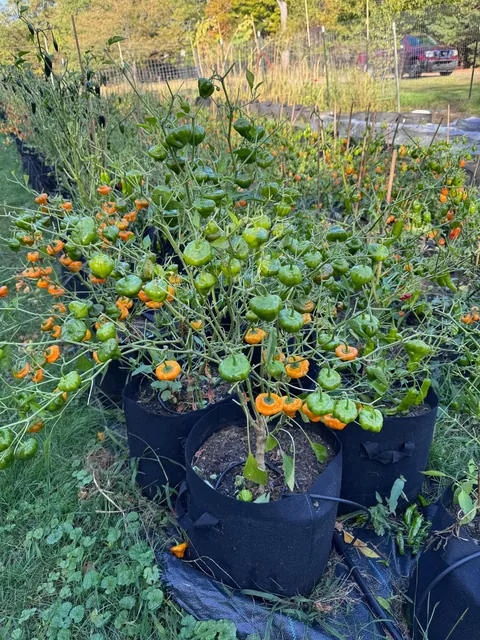 Deer got in my garden and ate all the leaves on 450 pepper plants, but left all of the peppers.