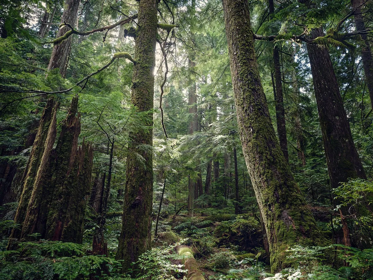 Vancouver's north shore escape ... BC , Canada (1900x1425)(OC)
