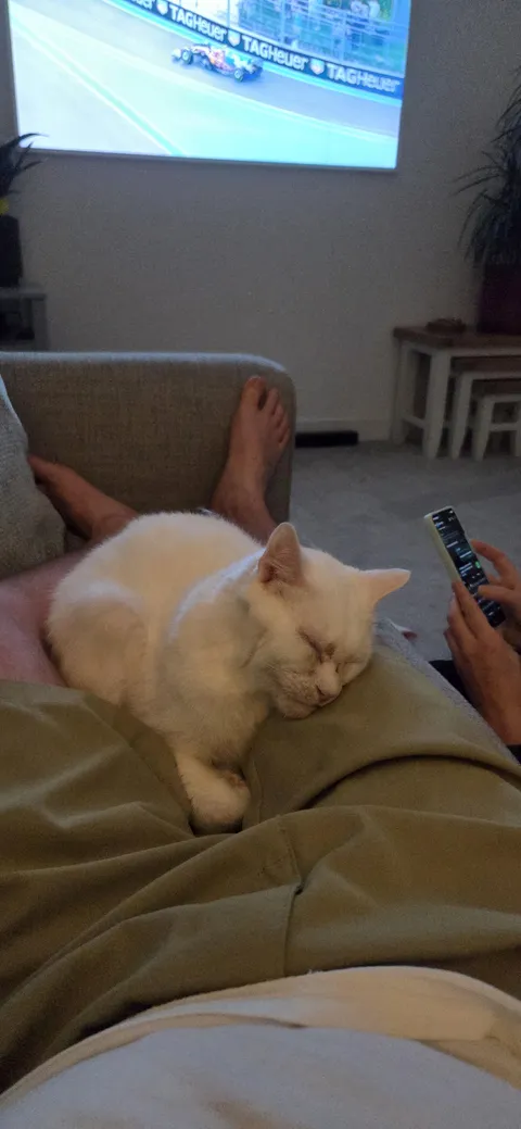 This is my boy cat Sid. He's a rescue and usually doesn't like being touched but tonight hes decided to sleep on my legs!