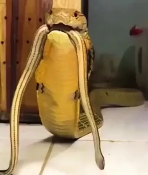 🔥 Unlike other snakes that produce a high-pitched hiss, the King Cobra produces a low-frequency growl, thanks to tracheal diverticula in its windpipe, which act like acoustic chambers. This growl is so deep and unsettling that it’s often mistaken for a big cat, like a tiger! 🔥
