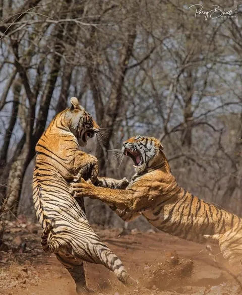 Two tigresses, Noor and Sultana, fight over territory.