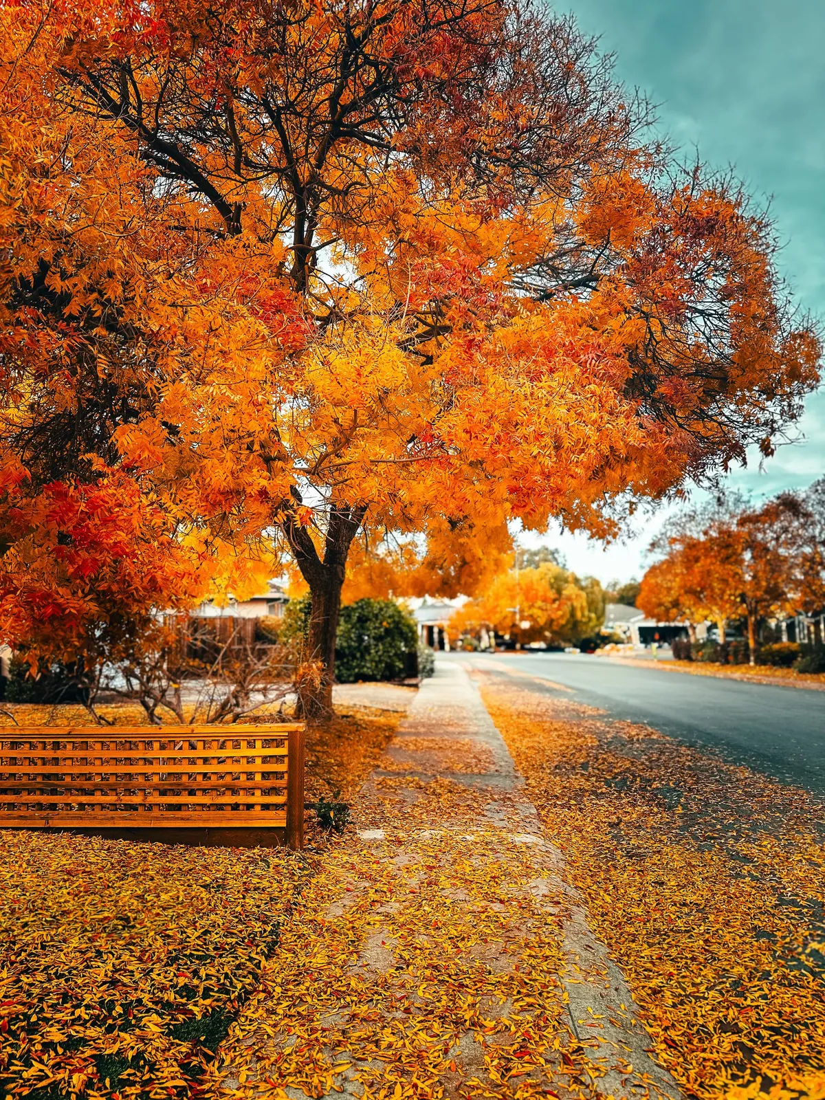 Autumn suburbs