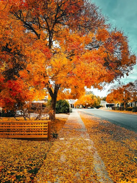 Autumn suburbs