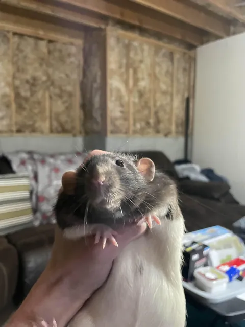 THIS BLOODY BASTARD OWES ME $13.60