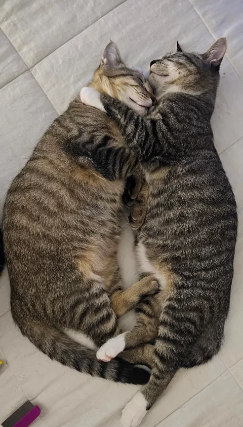 Brothers. When you plan on adopting 1 but you come home with 2. Oops...