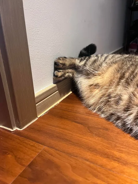 Is this some kind of new cat pose?😂