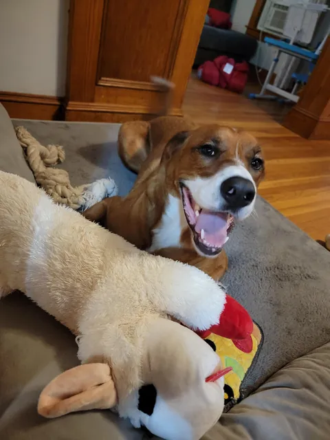 Koda, 50 BMD, 20 Pitt, 10 Shepherd, 10 Lab, 8 great Pyrenees. Sweetest dog I ever owned.