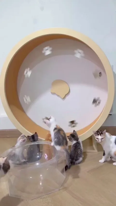 Shall I buy this wheel?