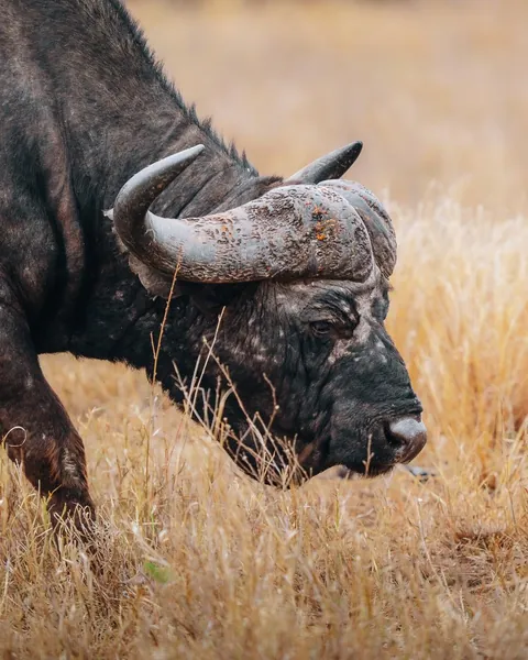 We spent a month in South Africa for our honeymoon. And we'd do it again. 