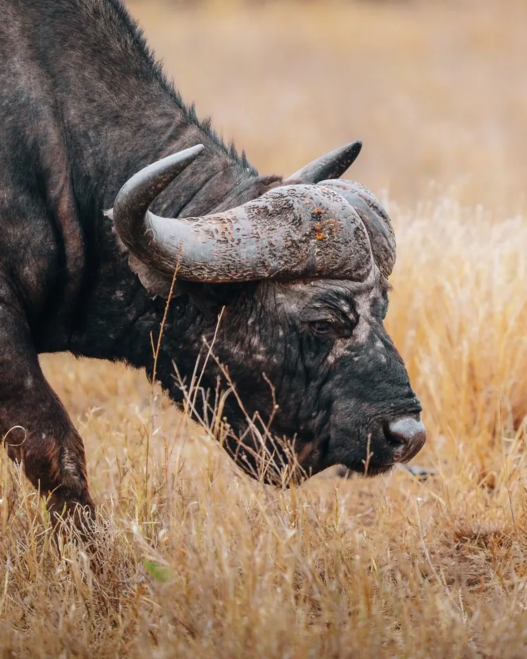 We spent a month in South Africa for our honeymoon. And we'd do it again. 