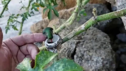 🔥 The scale of baby hummingbirds vs a human hand