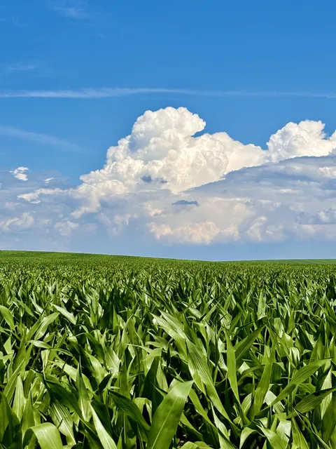 Cornfield in Lyon County, Iowa [OC][3024x4032]
