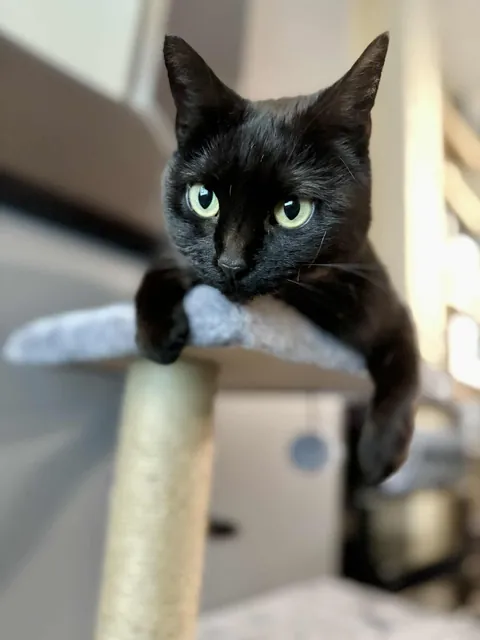 Don't let the cute face fool you 😼