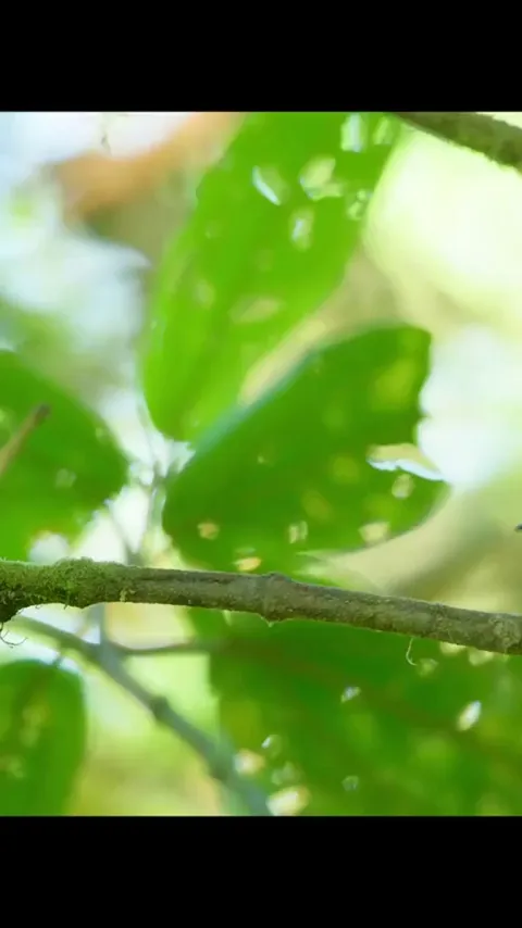 Male Club-Winged Manakins attract mates by vibrating their wings over 100 times per second, producing a high pitched sound that has been compared to an electric violin