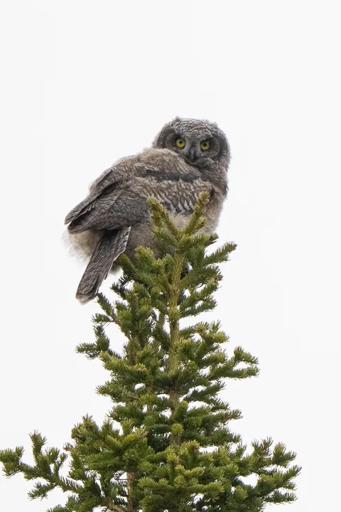 Bears and views in Alaska, June 2025