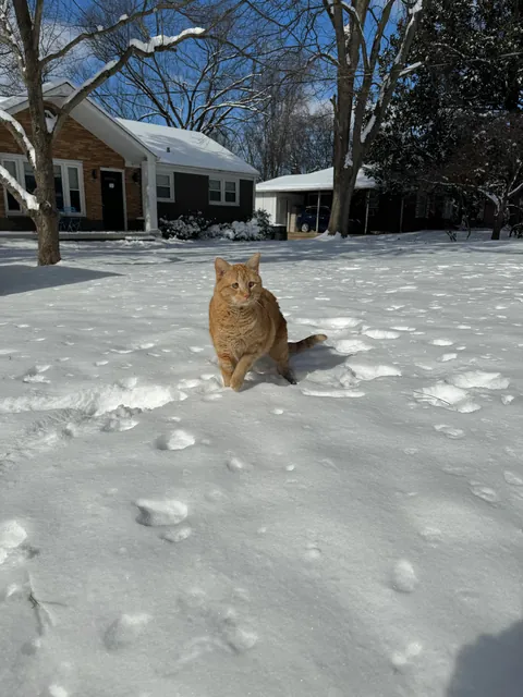 I’ve lost my best friend Link