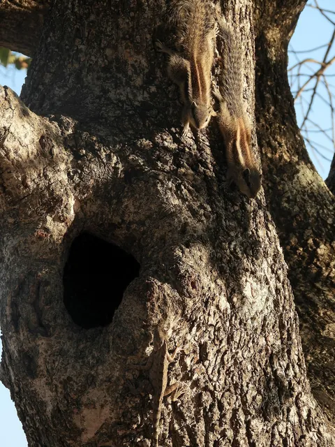 Squirrel for world peace