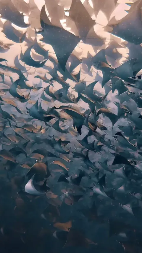Incredible Underwater View of Tens of Thousands of Mobula Rays Migrating in the Coastal Waters of Baja California Sur