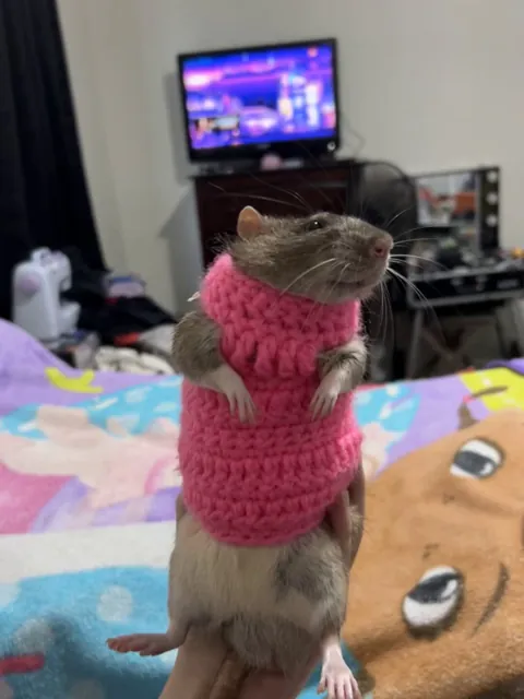 Gordie tries on his gorgeous sweater