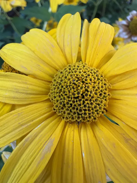 Flower with mini versions of itself in the center
