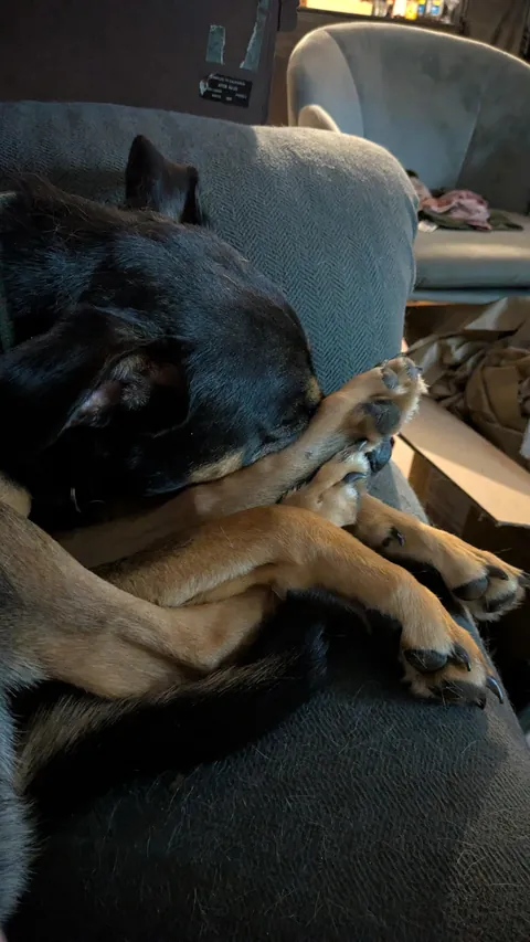 My dog might have been put together wrong