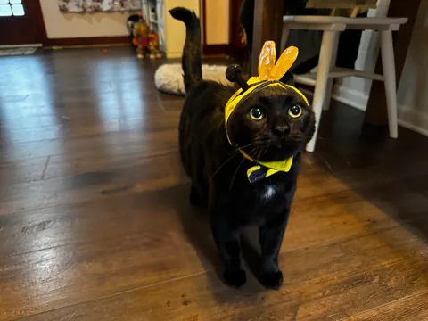 Tubs can’t BEElive it’s already Halloween